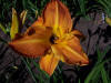 Decatur Treasure Chest Daylily
