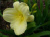 Cheerful Note Daylily