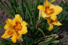 Preview Party Daylily