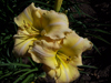 Decatur Supreme Daylily