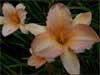 Dowager Queen Daylily